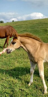 Quarter horse hřebeček - 5