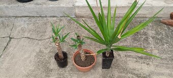 Juka Yucca 3x rostilna - 5