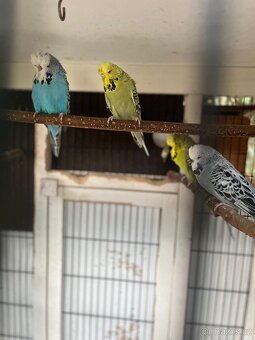 Loňské výstavní andulky - 5