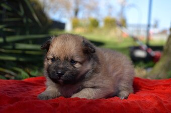 Německý špic malý s PP - 5