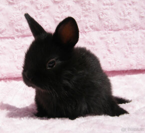 Zakrslý krátkouchý králíček , malinká černá samička . - 5