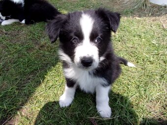 Border kolie /  collie štěňátko pejsek s PP (FCI) - 5