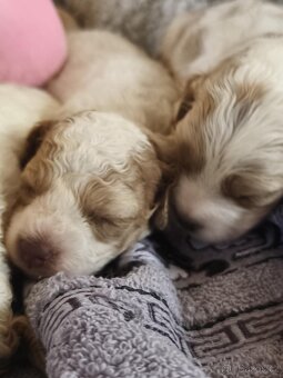 Cavapoo pudl kavalír - 5