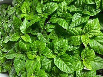 Kompletní growbox 150 pro předpěst - 5