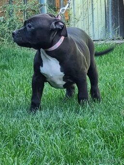J&K bullys "ponúkame na predaj American bully XL - 5