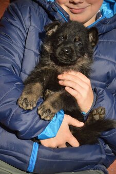 Německý ovčák-štěňata - 5