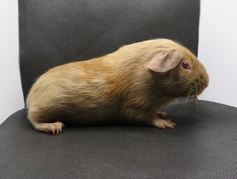 Morče, morčátko - 5