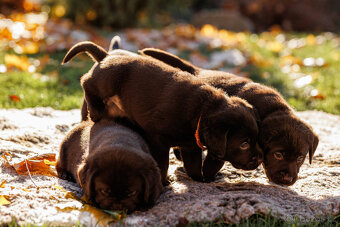 Labrador štěňě s PP - 5