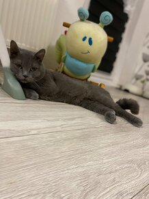 Britský kocour ke krytí - 5