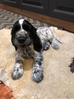 Anglicky kokršpaněl - 5