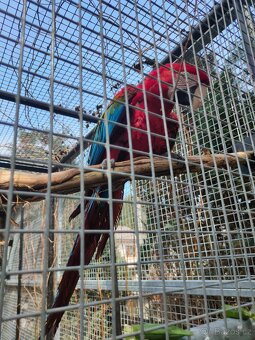 Ara zelenokridly - 5