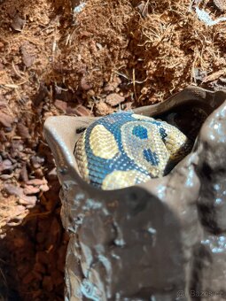 Krajta královská + terárium - 5