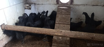 Ayam cemani - mladí kohouti - 5
