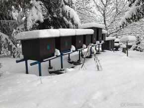 MED přímo od včelaře – při koupi 10 sklenic 1 zdarma - 5
