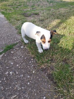 Jack Russell - 5