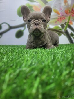 Francouzský buldoček - 5
