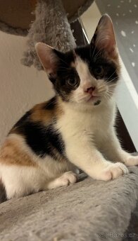 Polo-britská koťátka - 5