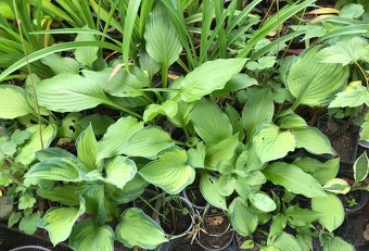 Sazenice trvalek a keřů k výsadbě - 5