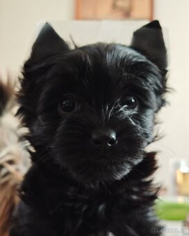 jorkšírský teriér fenka s PP - 5