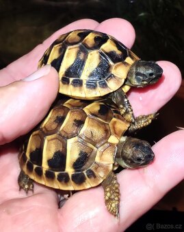 Želva zelenavá, vroubená, žlutohnědá - 5
