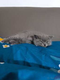 Britská Modrá koťátka - 5