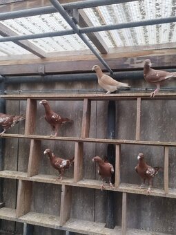 Prodám holuby NVH a texany - 5