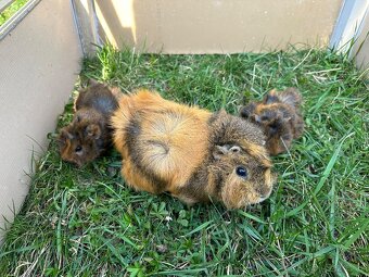 Morče - malá morčátka - morčata - morčátko - 5