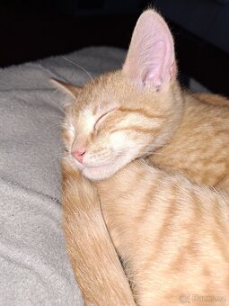 Daruju dva kocouři - 5