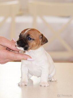 Jack Russell teriér s PP - Blueberry - 5