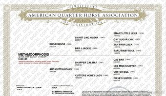 Inseminace QH reining - 5