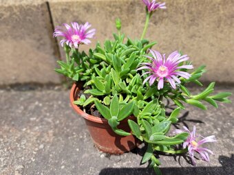 Kosmatec "Delosperma". - 5