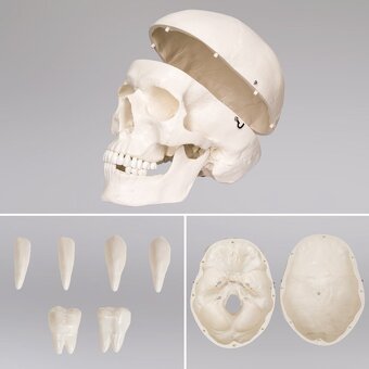 Model lidské kostry 180cm - 5