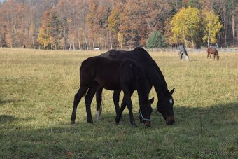 Belmondo letošní odstávče - 5