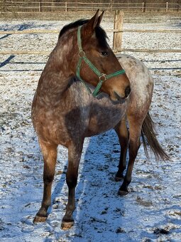 Prodám mladou klisnu zajímavé barvy - 5