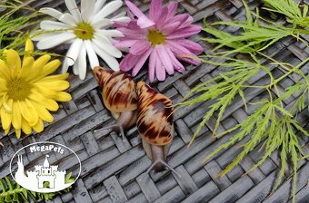 Africký šnek / megapets.eu / Lissachatina reticulata Snails - 5