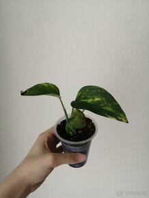 Monstera - 5