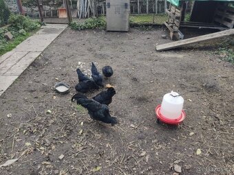 Ayam Cemani - násadová vejce-kuřátka Cemanská slepice NV - 5