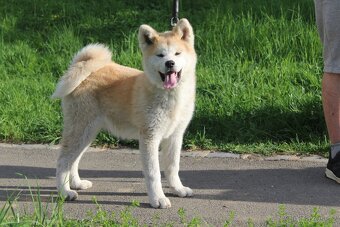 Akita s PP - 5