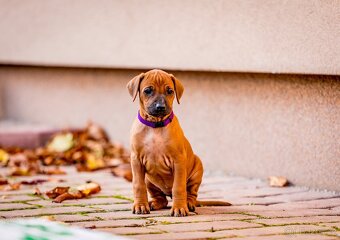 Rhodéský Ridgeback- štěňata s PP, odběr koncem listopadu - 5