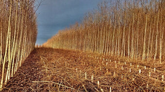 Japonský topol - sadba - 5