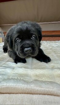 REZERVACE Labradorský Retriever s PP - 5