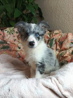 Border Kolie štěňátka dlouhosrstá - 5