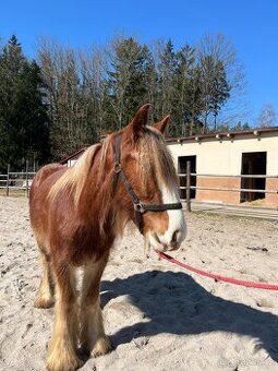 Valach Irský cob - 5