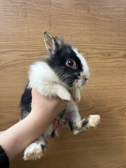 Prodáme králíčí samečky - 5