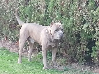 Američan Bandog Mystic krytí - 5