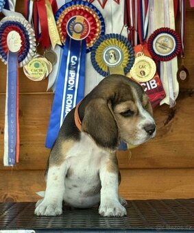 Bigel, bigl, beagle s PP /FCI/ - 5