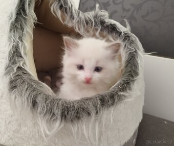 Ragdoll kočička - 5