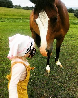 Welsh Pony B - 5
