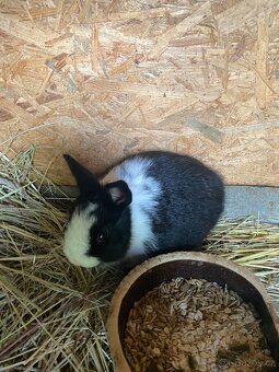 Králíci- zakrslý - 5