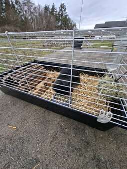 Zakrslý Králíci - 5